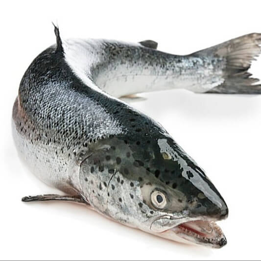 16209859731620380681Salmon-fish