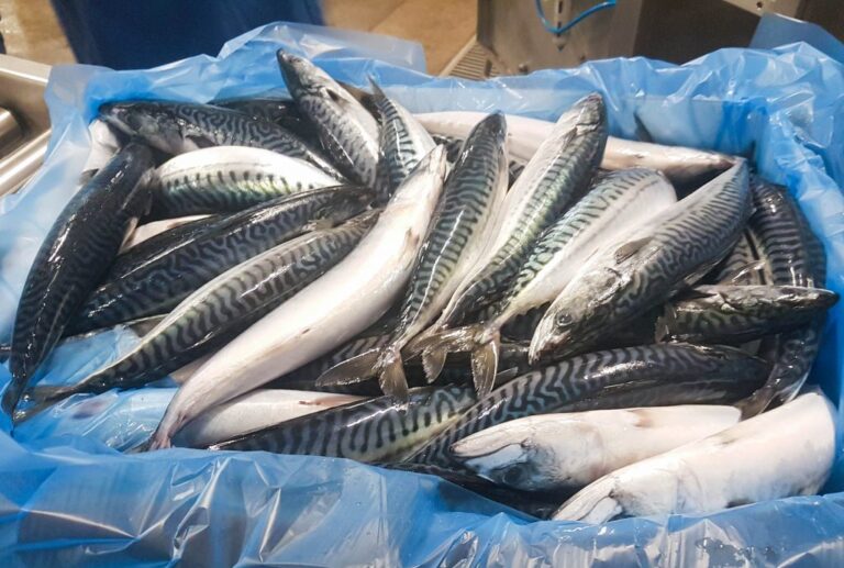 Atlantic-mackerel-1024x689