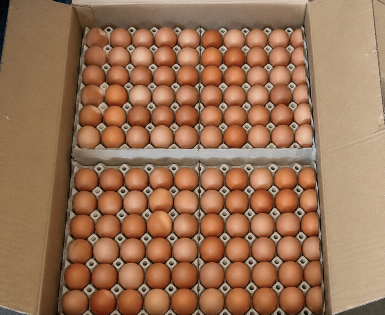 Brown Chicken Eggs Wholesale Supplier  & Exporter