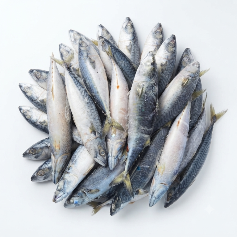 Frozen Mackerel Fish Wholesale Supplier & Distributor