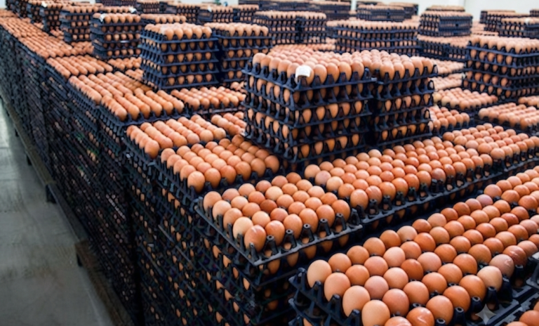 Fresh Eggs Wholesale Supplier Distributor