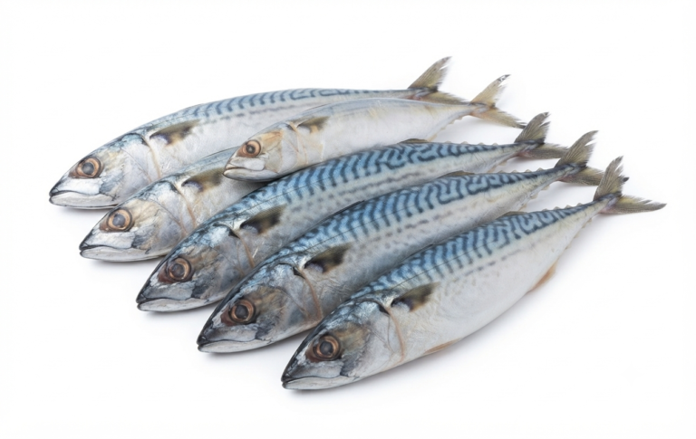 Frozen Mackerel Fish Wholesale Supplier & Distributor