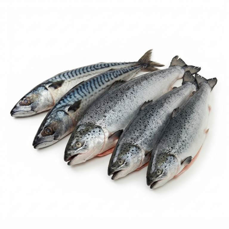 Frozen Salmon Fish Wholesale Suppliers & Distributors