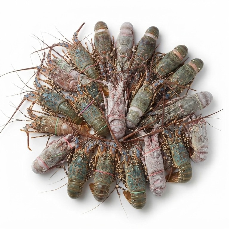 Green Lobster Wholesale Suppliers
