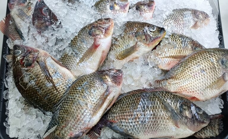 Tilapia Fish Wholesale Supplier Distributor