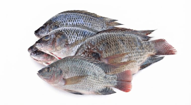 Tilapia Fish Wholesale Supplier Distributor