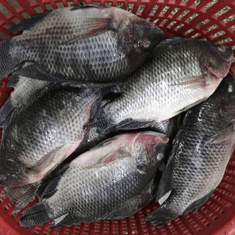 Tilapia Fish Wholesale Supplier Distributor